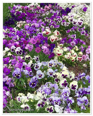 PANCY FLOWER