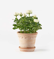 White rose baby plant in nursery pot