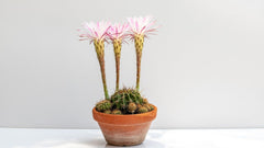 Echinopsis Oxygona (Easter Lily Cactus)Part of what makes succulents wth flower