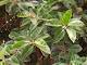 Rubber plant vastu