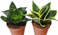 Set of 2 Snake Plants