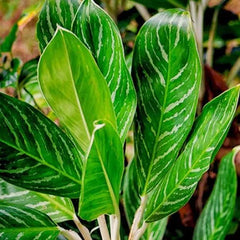 aglonima plant beautiful looking indoor plant