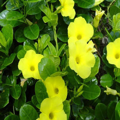Alamanda creeper