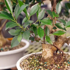 bonzai is mini plant,Cloud Farm Ficus Bonsai Plant (Hybrid, Pack of 1)