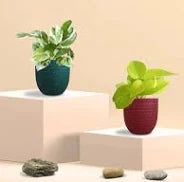 vareity of money plant