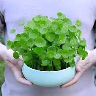 Pilea peperomioides Plant,vareityof money plant