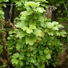 My Dream Nursery Aralia Plantaraliya plant