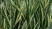 SNAKE PLANT Vastu