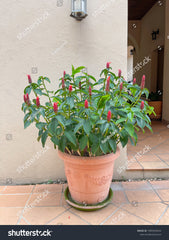 Costus baby plant in nursery pot