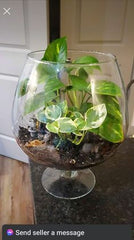 Succulent Terrarium