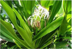 Sudarshan – a powerful Ayurvedic blend known for its detoxifying and fever-reducing PROPERTIES