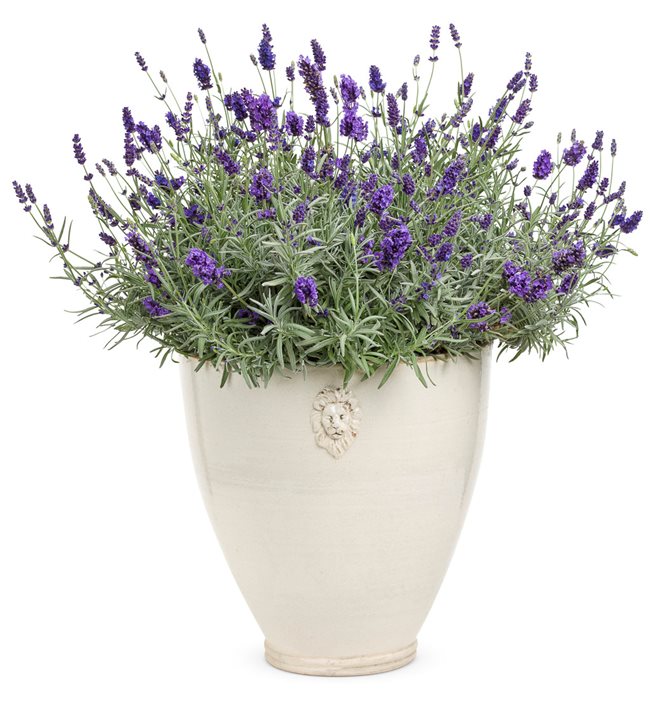 Lavender baby plant in nursery pot