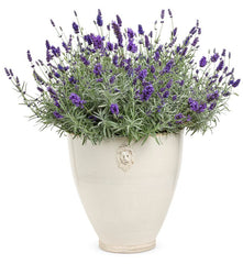 Lavender baby plant in nursery pot