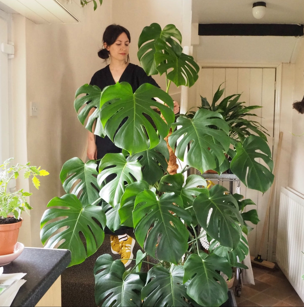 monstera baby plant Buy Monstera Online Baby Plant for Home or Office Decor – Loveforplants