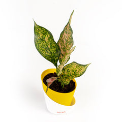 Rui plant baby plant in nursery pot