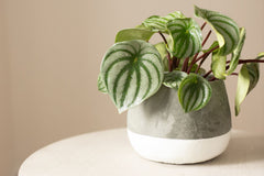Watermelon Peperomia baby plant in nursery pot
