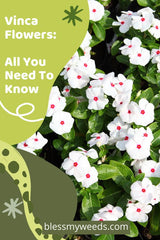 Multicolor vinka flower plant