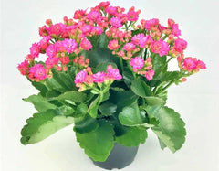 Marvelous Kalanchoe Plants For Window Boxes