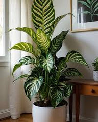 A single plant can transform the vibe of any space—simple yet full of life.ZABRA PLANT