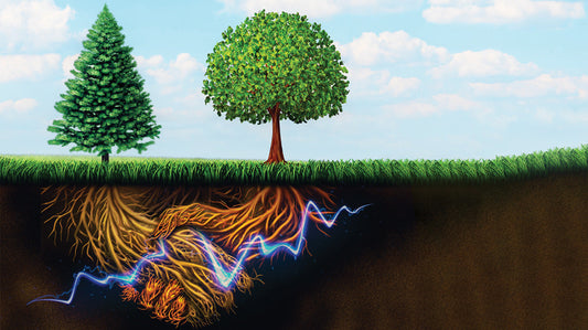 plants communicate with other plants very nicely