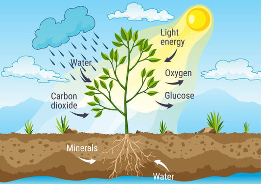 •	Do plants need oxygen?