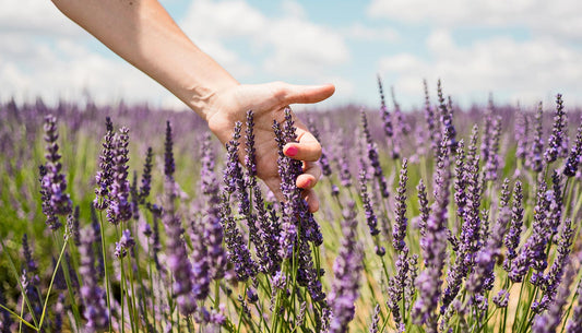 human and plants sense touch through sensory cells