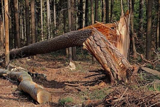 do tress hurt