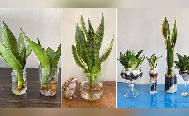 BOTTLE PLANT WHITE