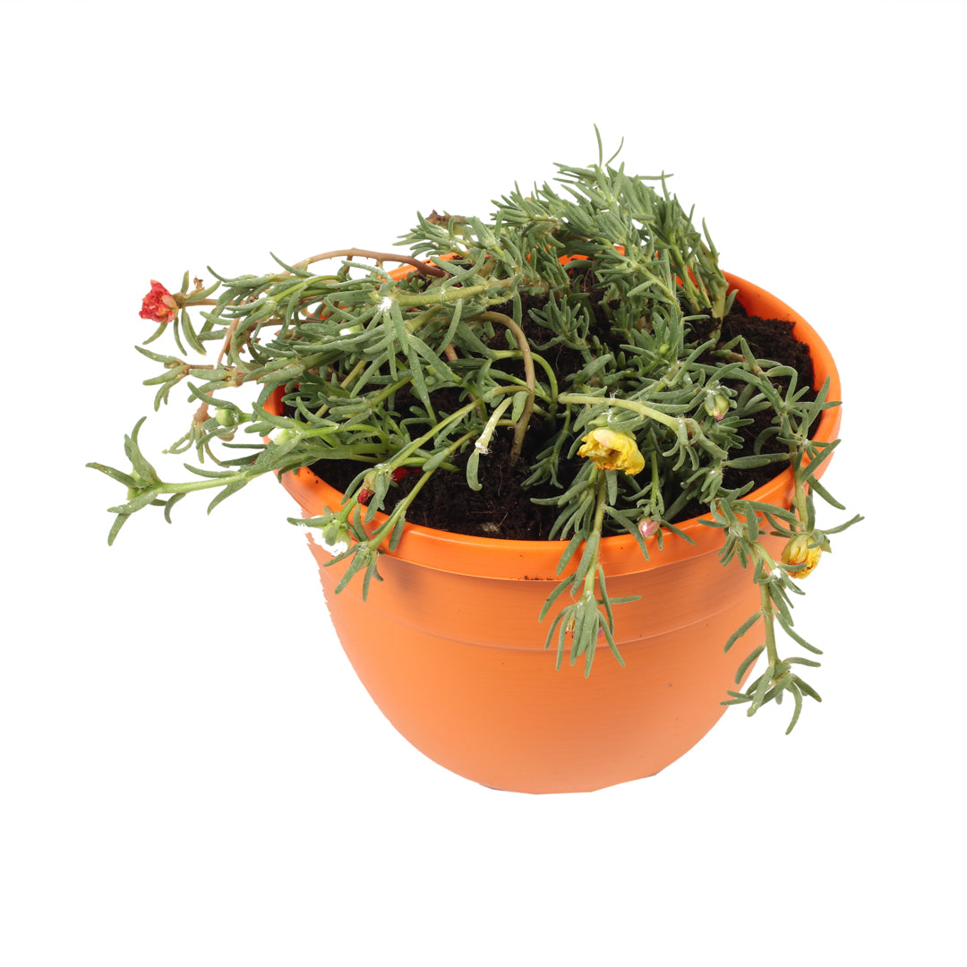 Office time baby plant in nursery pot