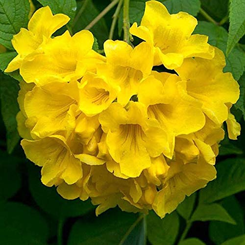 Tikonia baby plant in nursery pot