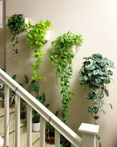 GREEN VIBES CLIMBING THEIR WAY INTO MY RESTFUL RETREAT.
