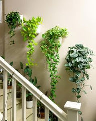 GREEN VIBES CLIMBING THEIR WAY INTO MY RESTFUL RETREAT.