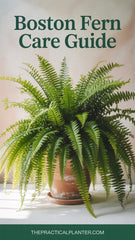 Their leaves, roots, and soil microbes work together like a natural air-filter, refreshing your surroundings