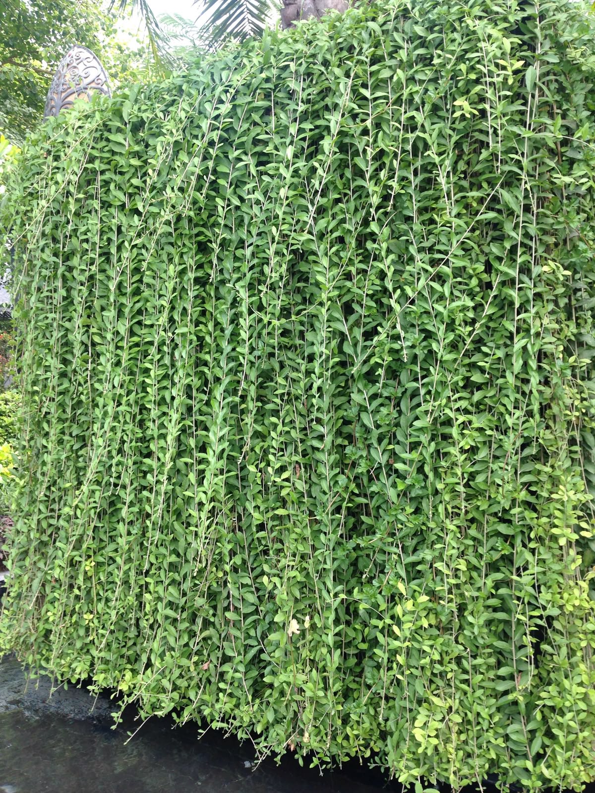 Growth: Very fast-growing climber; spreads quickly and covers large surfaces.  Foliage: Dense green leaves that form a thick curtain-like cover (hence the name).