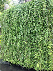 Growth: Very fast-growing climber; spreads quickly and covers large surfaces.  Foliage: Dense green leaves that form a thick curtain-like cover (hence the name).