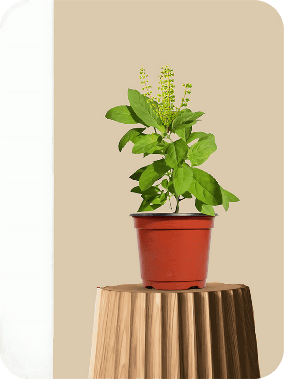 Rama Tulsi Plant, Holy Basil, Ocimum sanctum (Green) - Plant