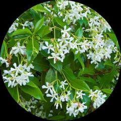 Parda valli baby plant in nursery pot
