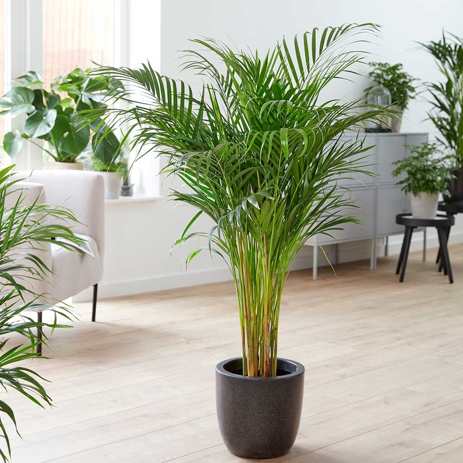 Areca plant baby plant in nursery pot