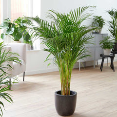 Areca plant baby plant in nursery pot