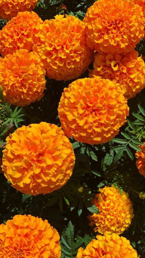 ganda flower beautiful use for prayer