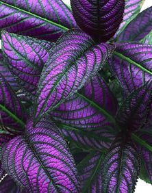 Purple Wrath Plant Petrea Racemosa )