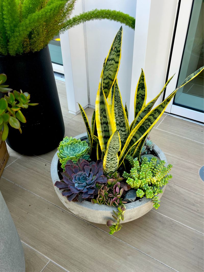 Twice the Green, Twice the Serenity