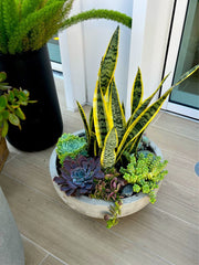 Twice the Green, Twice the Serenity