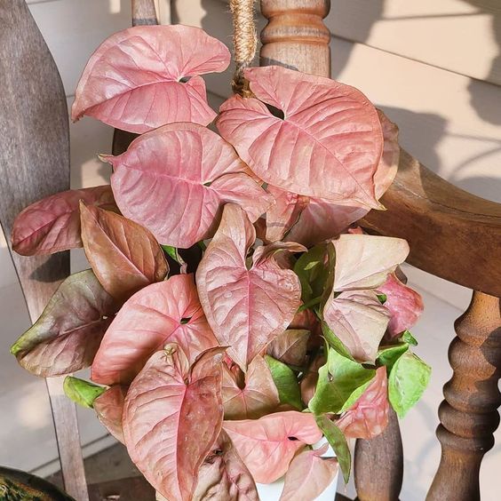 pink  syngonium
