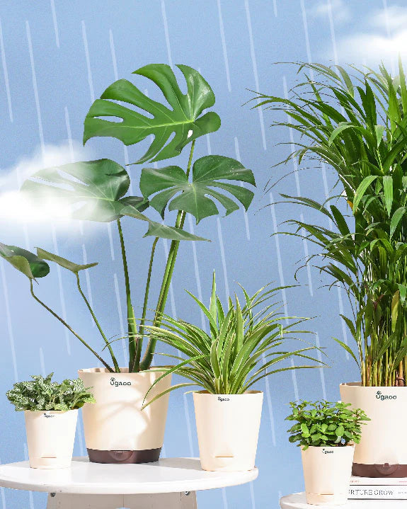 Monstera Deliciosa Plant