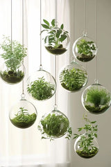 Wall Mounted Hydroponic Plant