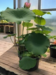 Pilea or Bramari Plant