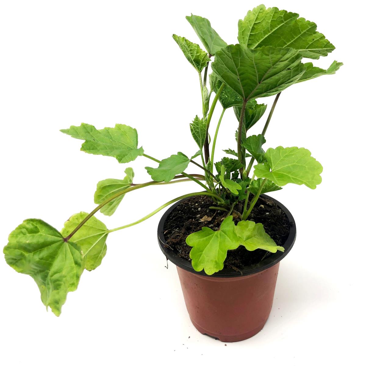 Marshmallow plant baby plant in nursery pot
