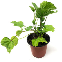 Marshmallow plant baby plant in nursery pot