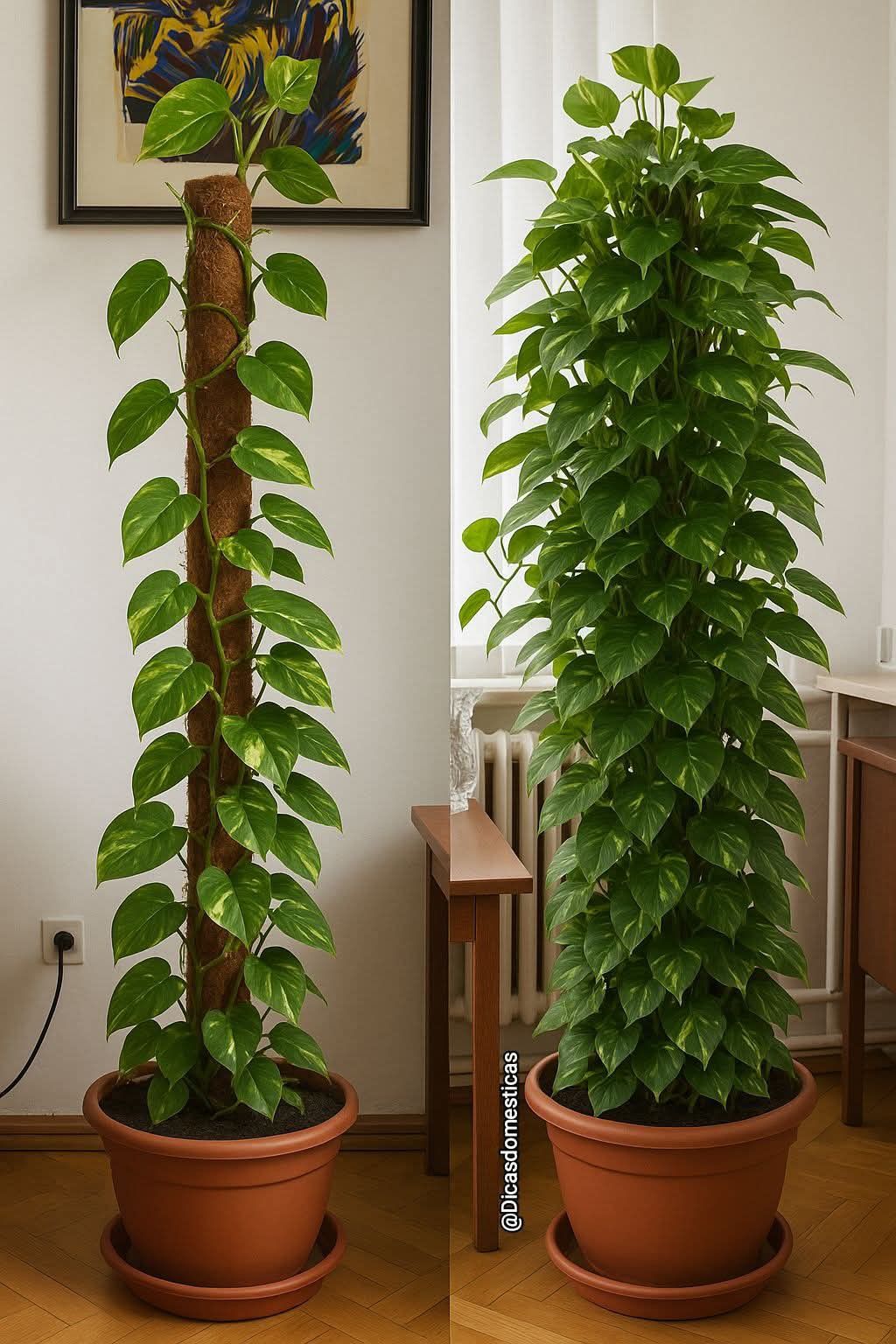 moss stick hold any type od creepers